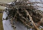 Mše svatá s žehnáním ratolestí Mše svatá s žehnáním ratolestí
